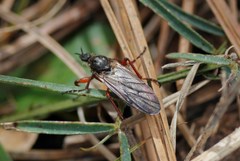 Bibio xanthopus
