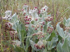 Asclepias californica