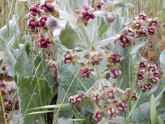 Asclepias californica