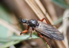 Bibio xanthopus