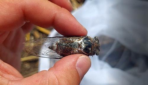 Common Cicada