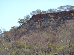 Eucalyptus repullulans