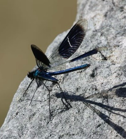 Banded Demoiselle