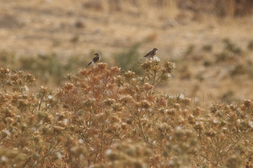 Eurasian Linnet