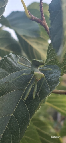 Transcaucasian Giant Mantis