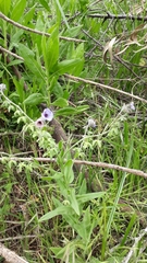 Cynoglossum creticum