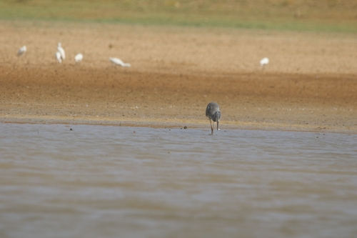 Grey Heron