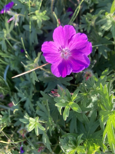Bloody Crane's-bill