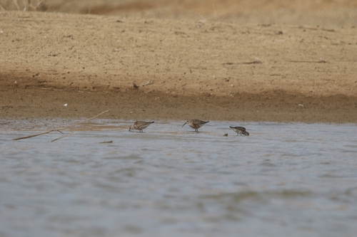 Curlew Sandpiper
