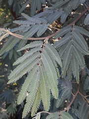 Mimosa scabrella