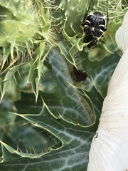 Trichiotinus texanus