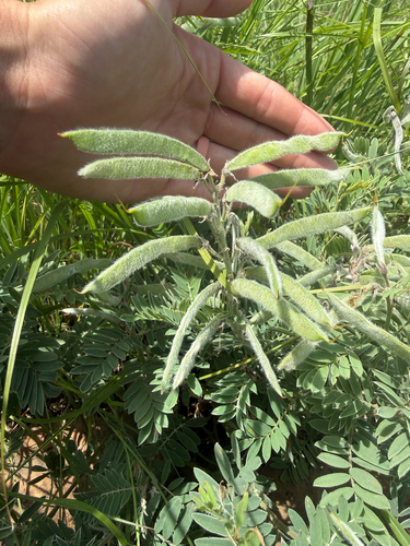 goat's rue