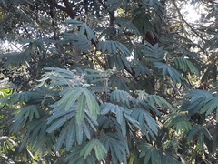 Mimosa scabrella