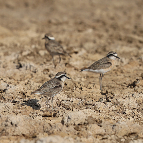 iNaturalist image