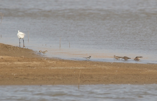 Moroccan Wagtail