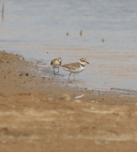 Little Stint