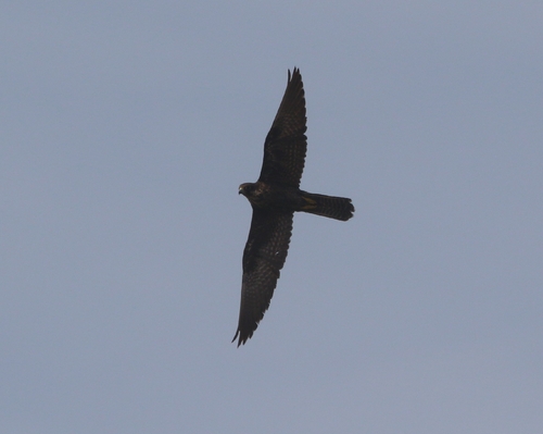 Eleonora's Falcon
