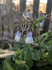 Symphytum × hidcotense