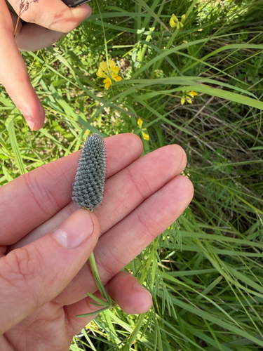 purple prairie clover