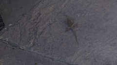 Sceloporus occidentalis