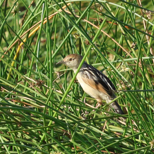 iNaturalist image
