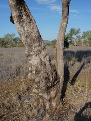 Eucalyptus tectifica