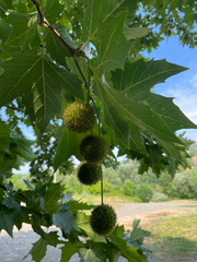 Platanus orientalis, photograph author not stated, no rights reserved