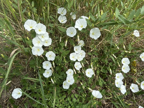 field bindweed