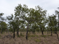 Corymbia papillosa