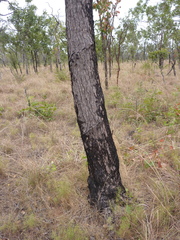 Corymbia papillosa