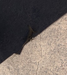 Sceloporus occidentalis