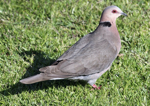 Red-eyed Dove