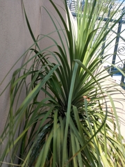 Nolineae