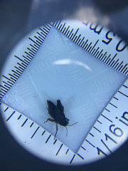 Paratettix argillaceus