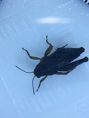 Paratettix argillaceus