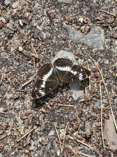 Eurasian White Admiral