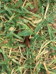 Polistes mexicanus