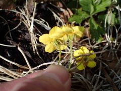 Waldsteinia ternata