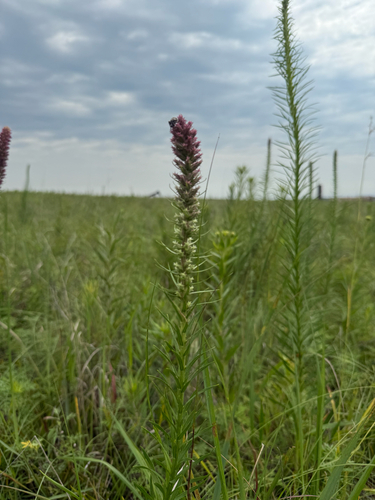 prairie blazing star