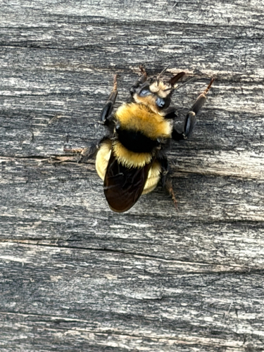 Northern Amber Bumble Bee