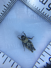 Paratettix argillaceus