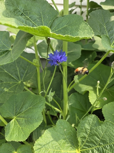 Hunt's Bumble Bee