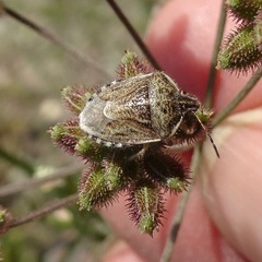 Agonoscelis puberula