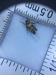 Paratettix argillaceus