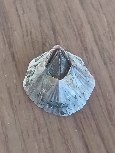 Medium