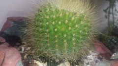 Parodia