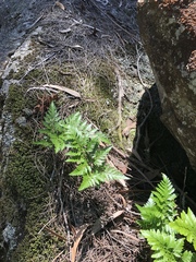 Davallia solida pyxidata