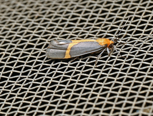 Angel Lichen Moth