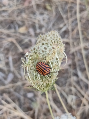 Continental Striped Shield Bug