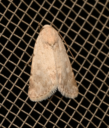 Leucocnemis perfundis